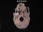 L_V19d5005 A15.52 Q824 dM pa skull bottom view 